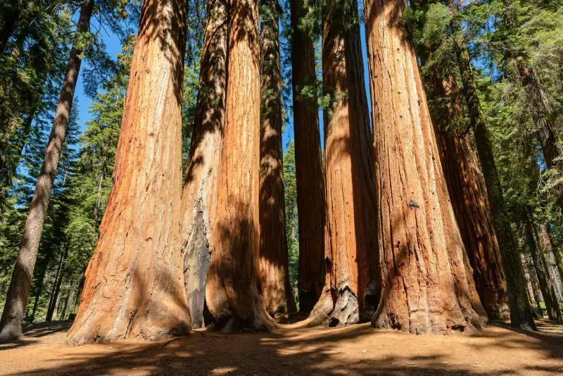 National Park Sequoia California USA
