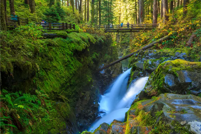 Sol Duc Rainforest Ferns Olympic National Park USA