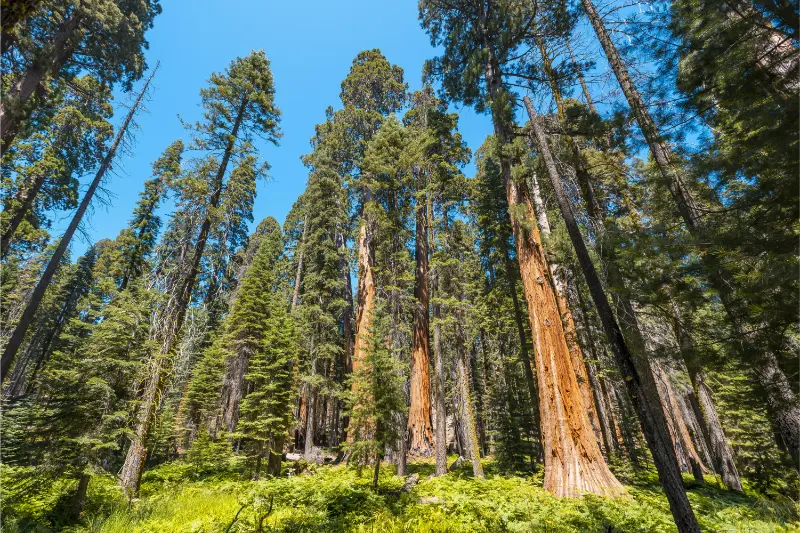Tall Trees Sequoia National Park California USA