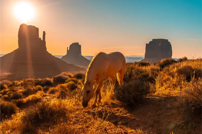 USA Arizona Monument Valley Horse